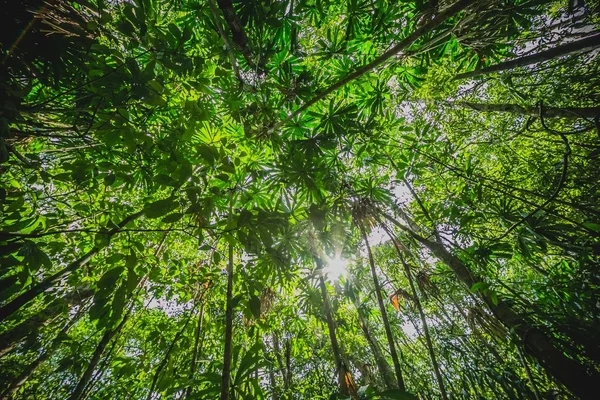 Floresta com o sol por trás — Fotografia de Stock