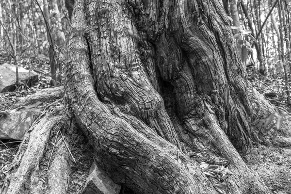 Nahaufnahme des alten Baumes — Stockfoto