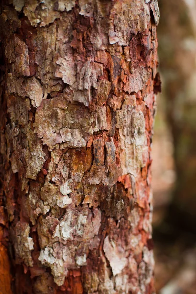 Detailní záběr Staré kůry stromu — Stock fotografie