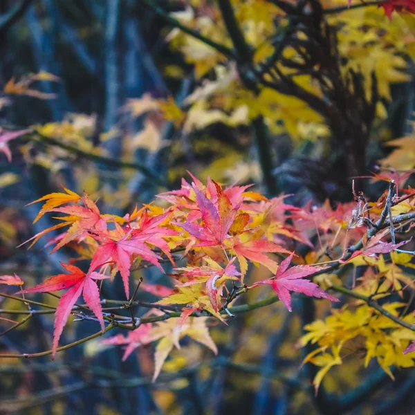 Maple Leaf Canopy of Reds and Yellows — Stock Photo, Image