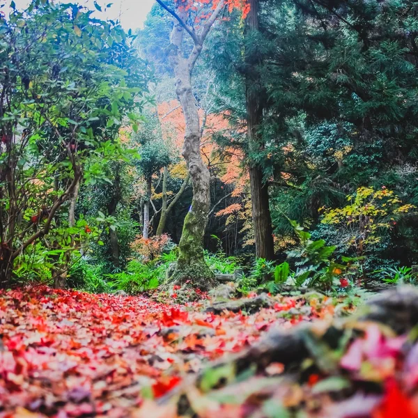 Kırmızı ve sarı akçaağaç yaprağı gölgelik — Stok fotoğraf