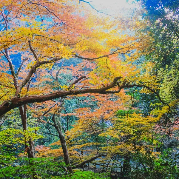 Maple Leaf tak av röda och gula — Stockfoto