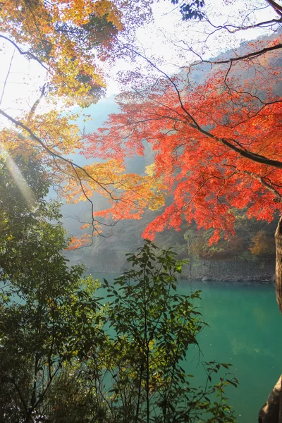 Maple Leaf Canopy of Reds and Yellows — Stock Photo, Image