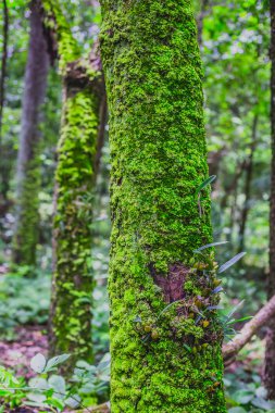 Yosun kaplı ağaç Close-Up