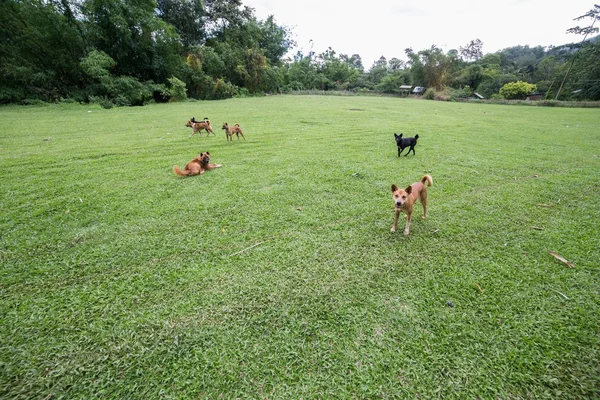 Köpekler haşarılık bahçedeki