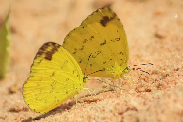 Group of butterfly — Stock Photo, Image