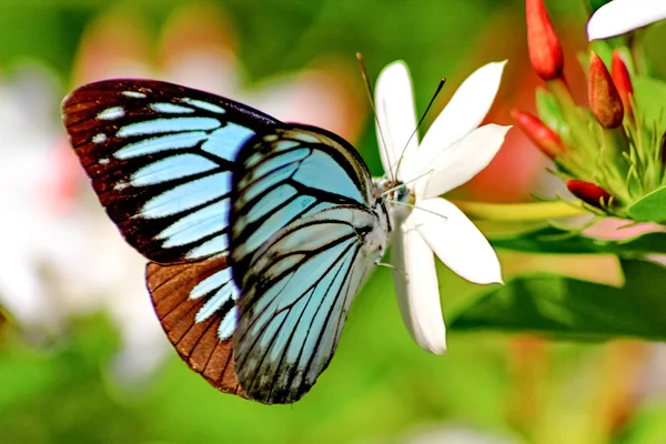 Borboleta — Fotografia de Stock