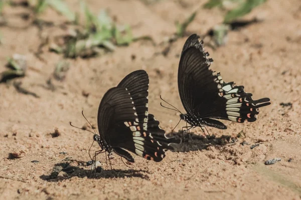 Group of butterfly — Stock Photo, Image