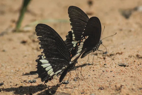 나비의 그룹 — 스톡 사진