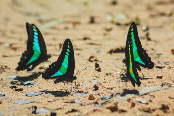 Grupo de mariposas — Foto de Stock