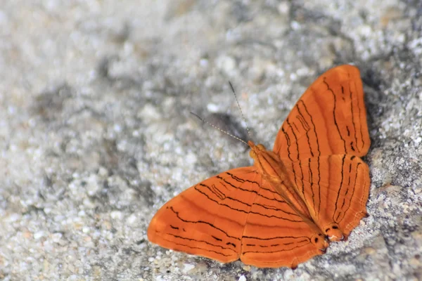 Schmetterling — Stockfoto