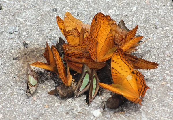 Group of butterfly — Stock Photo, Image