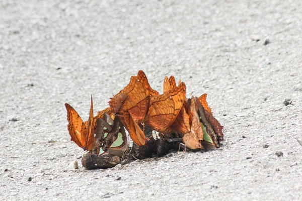 Group of butterfly — Stock Photo, Image