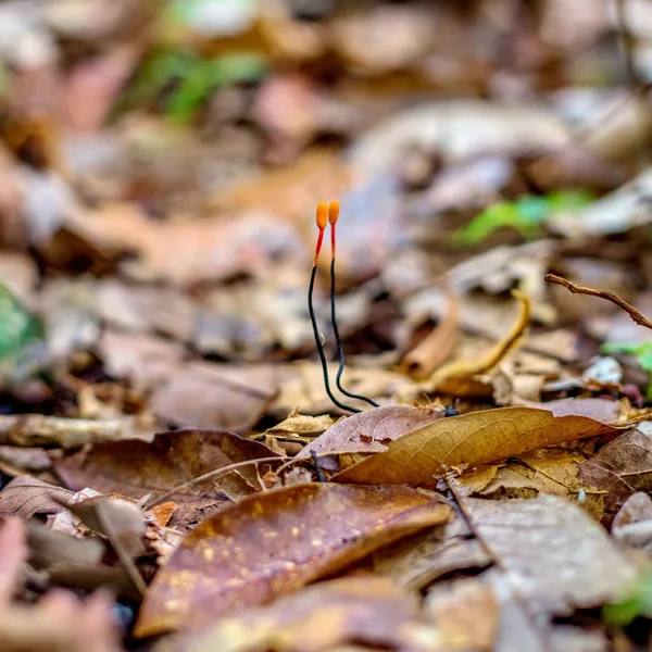 Cordyceps niponnica — Stockfoto