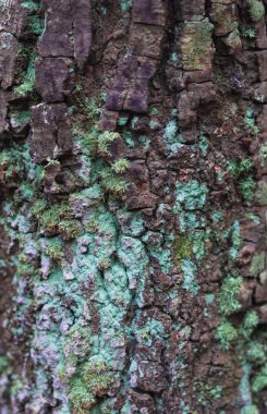 Liken ve yosun kaplı kabuk