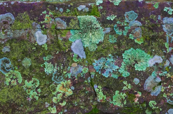 Lichen covered stone — Stock Photo, Image