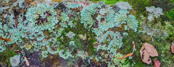 Piedra cubierta de liquen —  Fotos de Stock