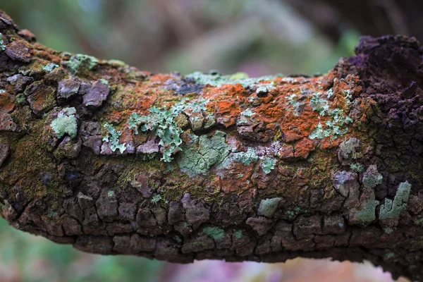 Lichen y corteza cubierta de musgo —  Fotos de Stock