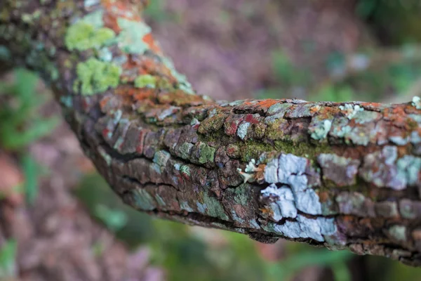 Lichen y corteza cubierta de musgo —  Fotos de Stock