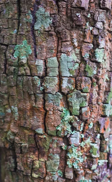 Lichen y corteza cubierta de musgo — Foto de Stock