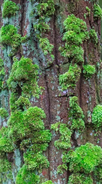 Lichen and moss-covered bark — Stock Photo, Image