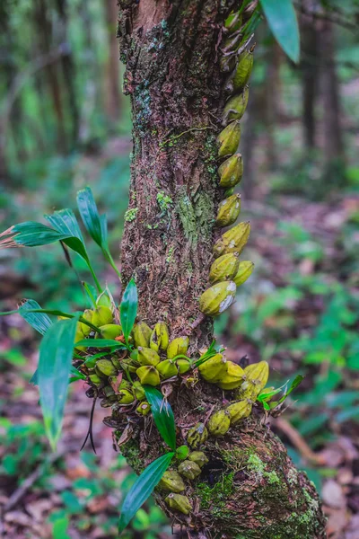 Orquídea en el árbol de corteza —  Fotos de Stock