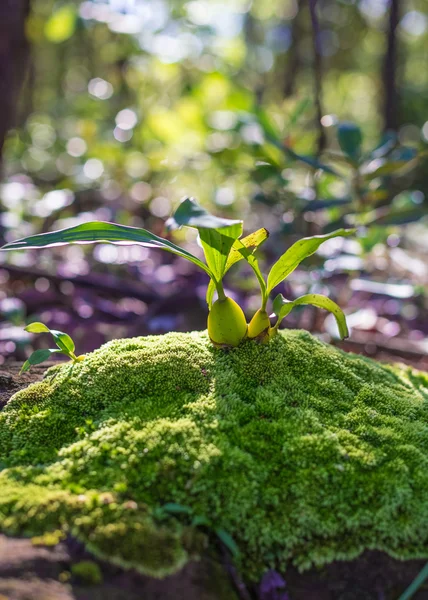 Orquídea en el árbol de corteza — Foto de Stock