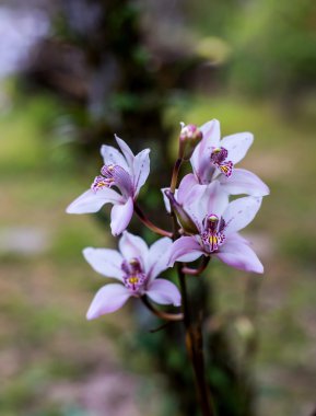Cymbidium insigne orkide