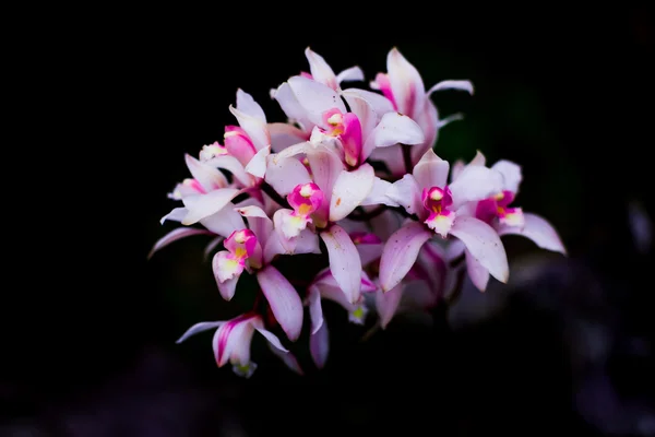 Cymbidium insigne Orchidée — Photo