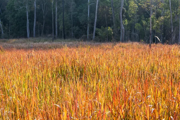 Summer field — Stock Photo, Image