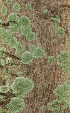 Liken ve yosun kaplı kabuk