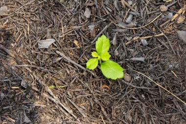 Bitki büyüme ve küllerini