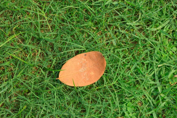 Color photo of autumn leaves fallen on green gras — Stock Photo, Image