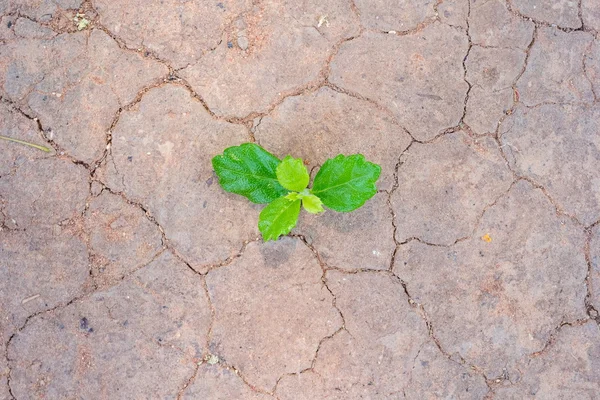 Green plant growing between the cracks of a arid and dry desert — Stock Photo, Image