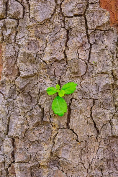 Plant growing on rotten bark — Stock Photo, Image
