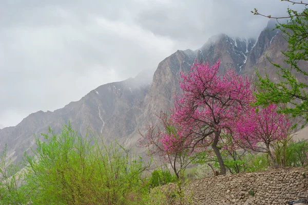 Hunza valley with Blossom in Pakistan — Stock Photo, Image