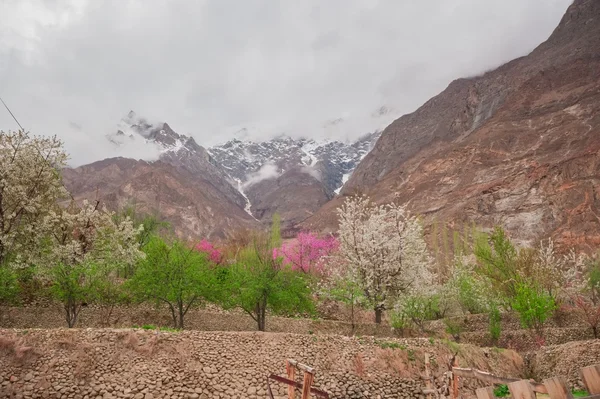 Vale de Hunza com flor no Paquistão — Fotografia de Stock