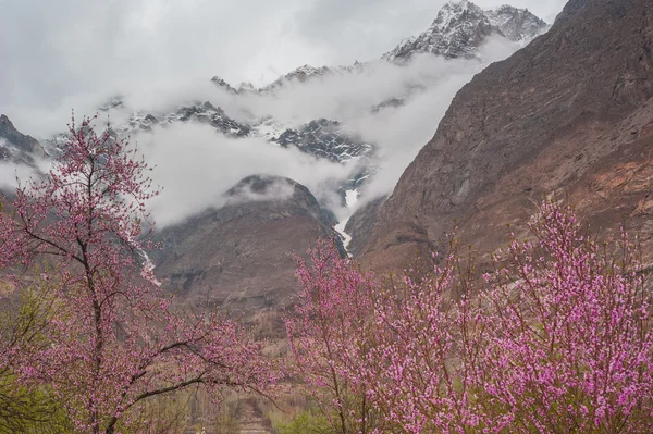 Vale de Hunza com flor no Paquistão — Fotografia de Stock