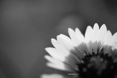 Papatya ve kır çiçekleri