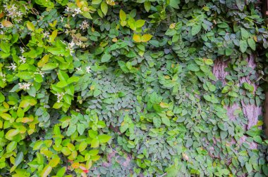 Sarmaşık yaprağı