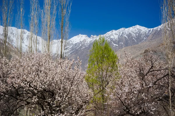 Apricot blossom — Stock Photo, Image