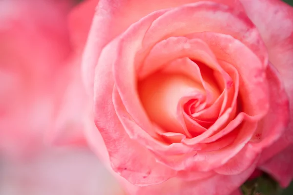 Pink Rose — Stock Photo, Image