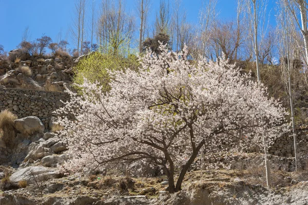 Flor de albaricoque — Foto de Stock