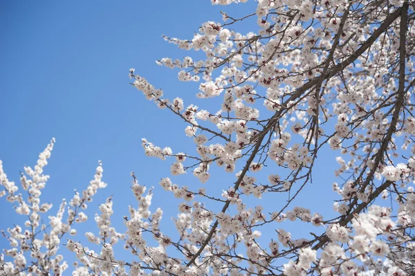 Βερίκοκο blossom — Φωτογραφία Αρχείου