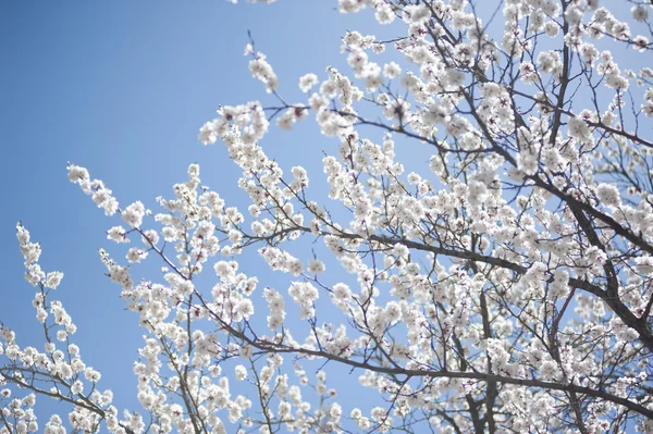 Βερίκοκο blossom — Φωτογραφία Αρχείου