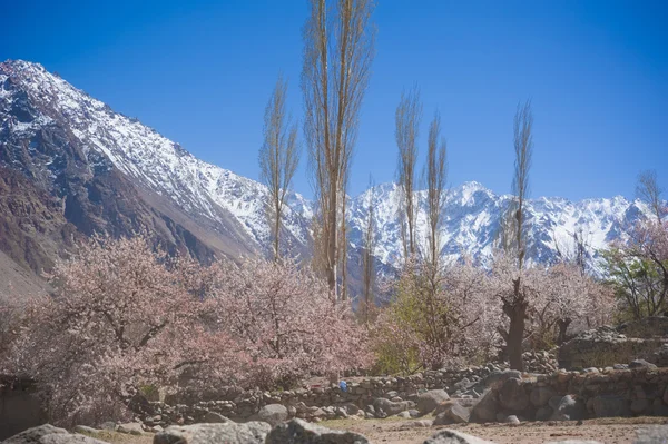 Apricot blossom in Pakistan — Stock Photo, Image