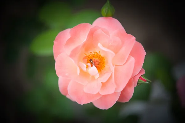 Rosa. — Fotografia de Stock