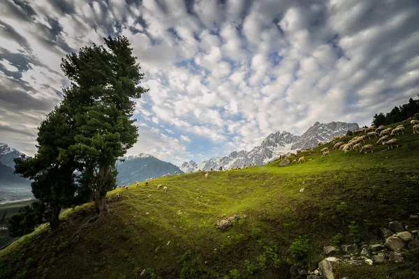 Dağlarda keçi ve koyun otlatma — Stok fotoğraf