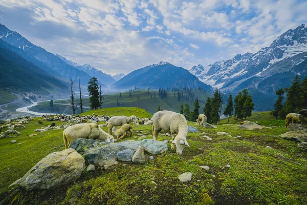 Grazing Goat and Sheep in the mountains — Stock Photo, Image