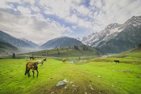 Cavalo Grazing nas montanhas — Fotografia de Stock